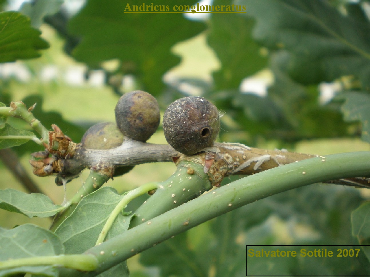 Andricus conglomeratus, una galla difficile